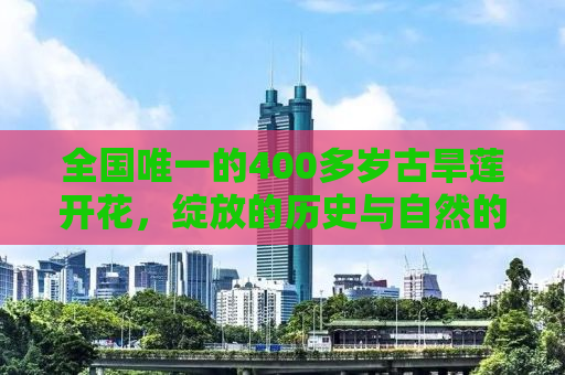 全国唯一的400多岁古旱莲开花，绽放的历史与自然的奇迹