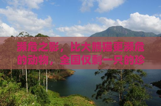 濒危之影，比大熊猫更濒危的动物，全国仅剩一只的珍稀物种