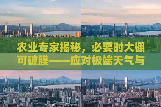 农业专家揭秘，必要时大棚可破膜——应对极端天气与提高作物产量的关键策略