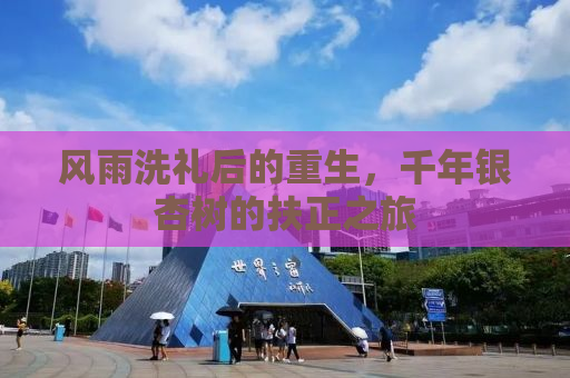 风雨洗礼后的重生，千年银杏树的扶正之旅